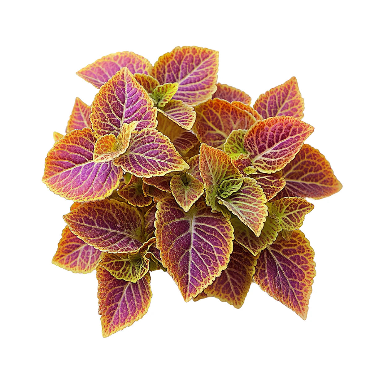Coleus Forskohlii icon