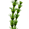 Horsetail Fern Extract icon