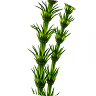 Horsetail Fern Extract icon