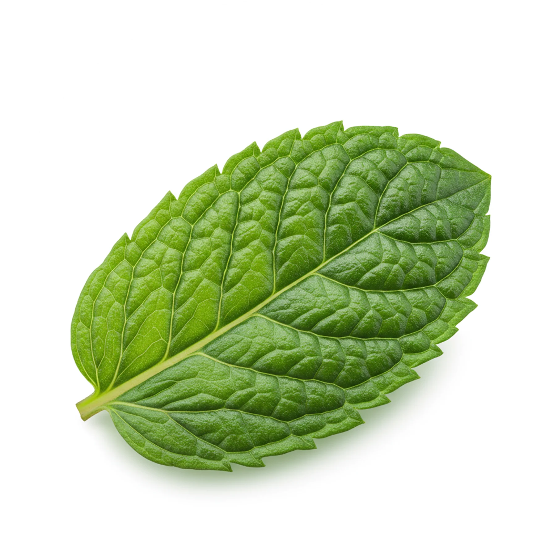 Peppermint Leaf icon