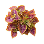 Coleus Forskohlii icon