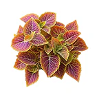 Coleus Forskohlii icon