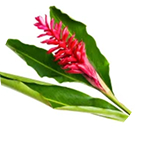 EnXtra® icon