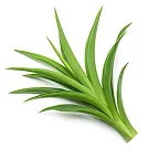 Eurycoma Longifolia icon
