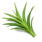 Eurycoma Longifolia icon