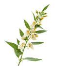 Eurycoma Longifolia icon