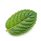 Peppermint Leaf icon