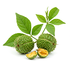 Tribulus Terrestris icon