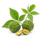 Tribulus Terrestris icon