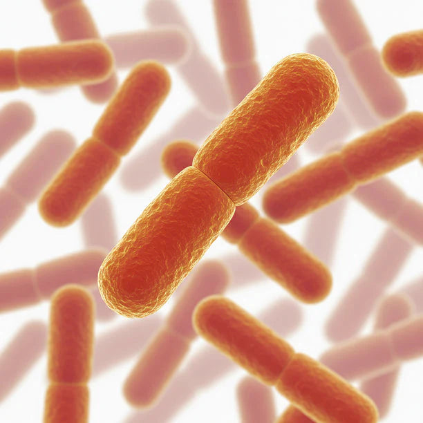 Lactobacillus Sporogenes (80mg) icon