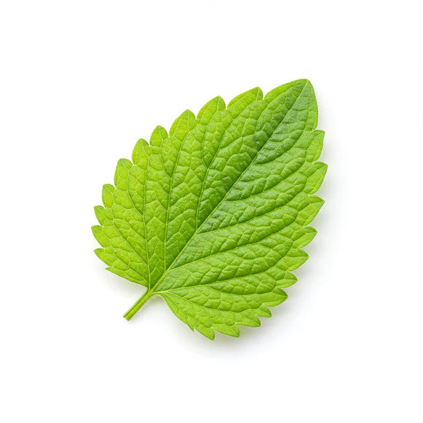 Lemon Balm Leaf icon