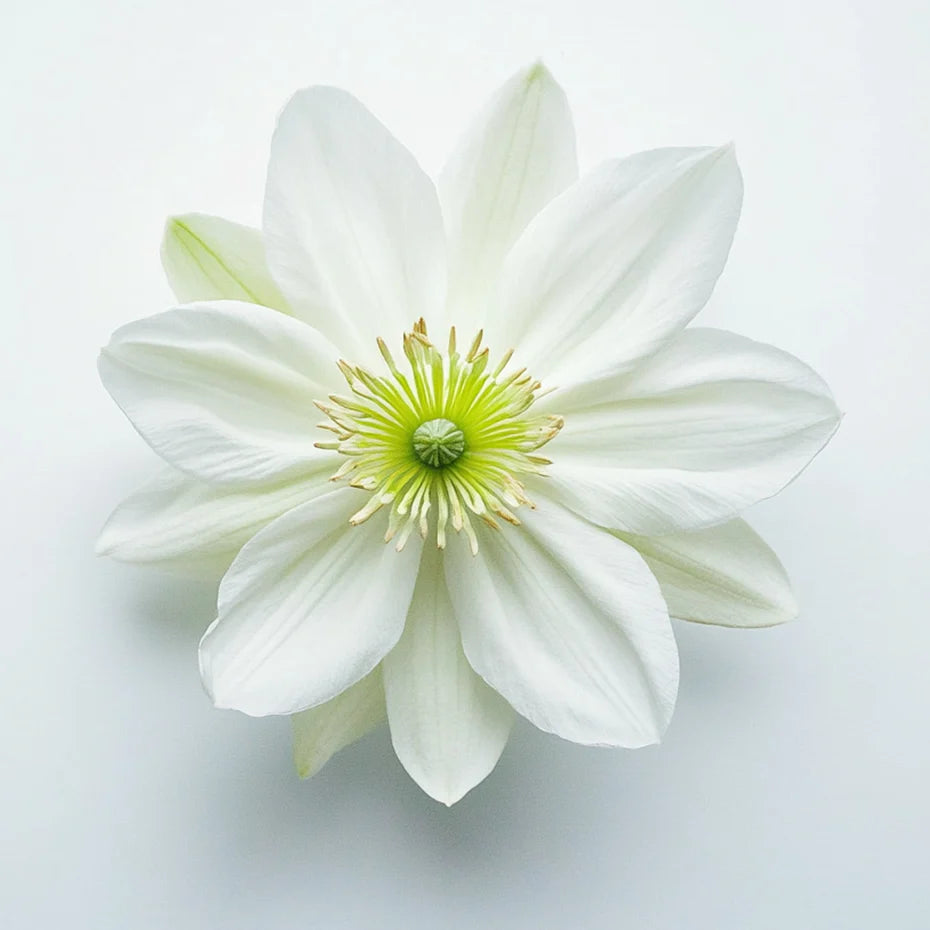 Passion Flower Extract icon