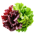 Vitamin K2 (as MK-7) icon